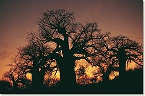 baobabs_limpopo